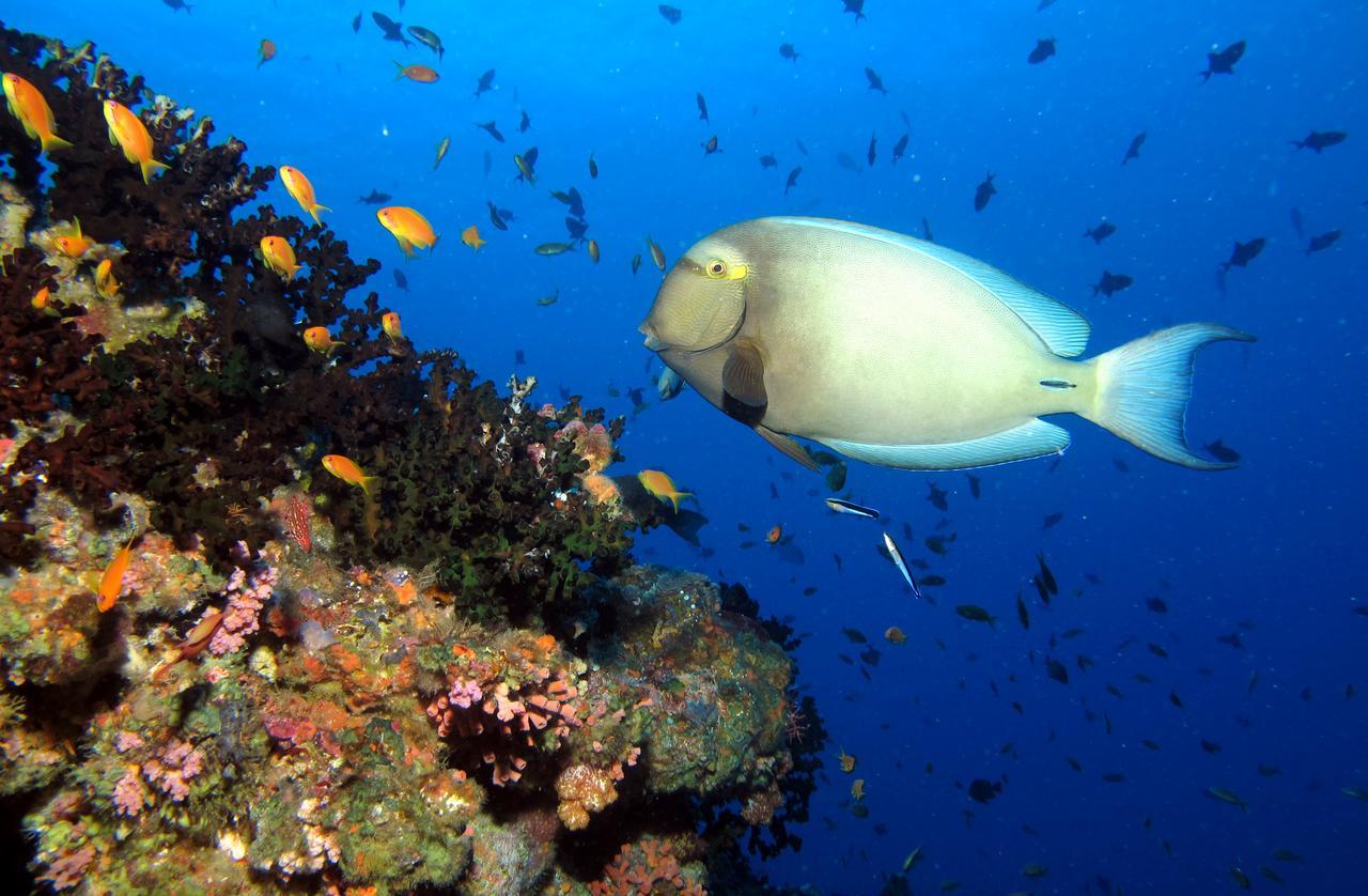 Kandima Maldives Kudahuvadhoo Esterno foto Acanthurus chirurgus