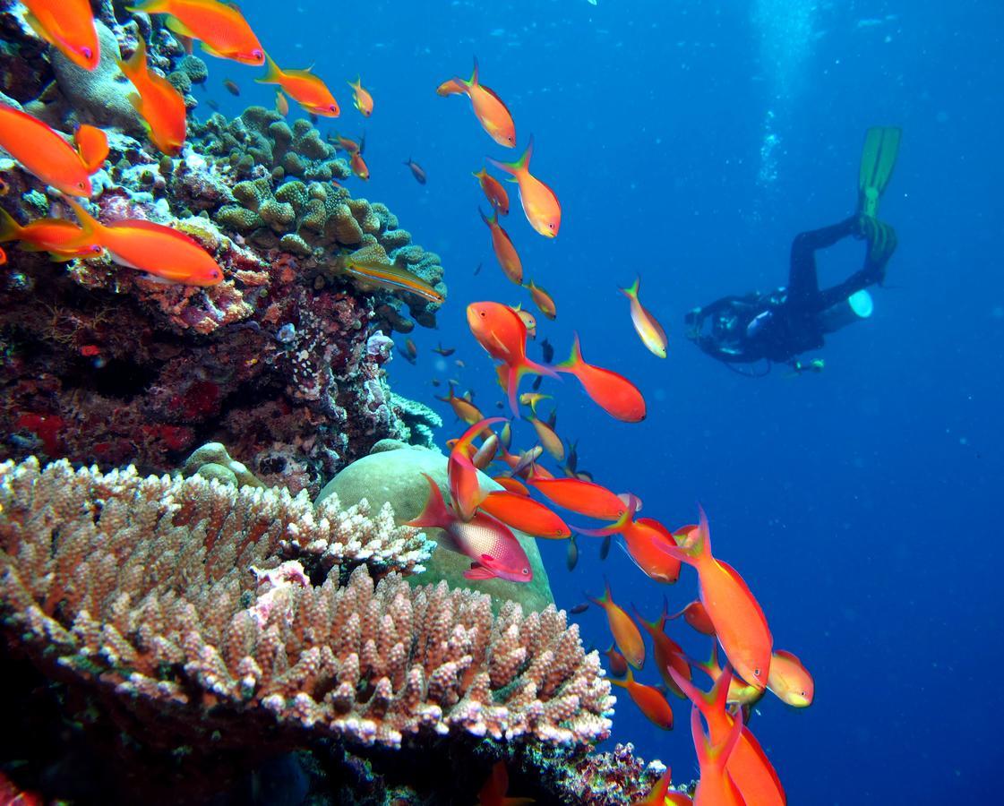 Kandima Maldives Kudahuvadhoo Esterno foto A diver with a camera